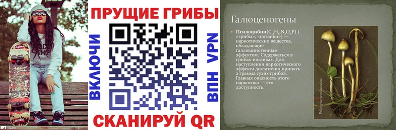 Купить где  Апшеронск  Галлюциногенные грибы Cubensis 